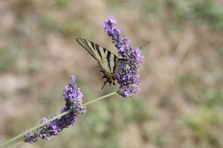 Butterfly on Lavender 